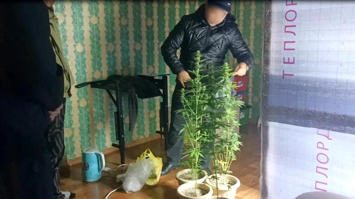    Горшки с марихуаной в квартире:пресс-служба ДП Жетысуской области
