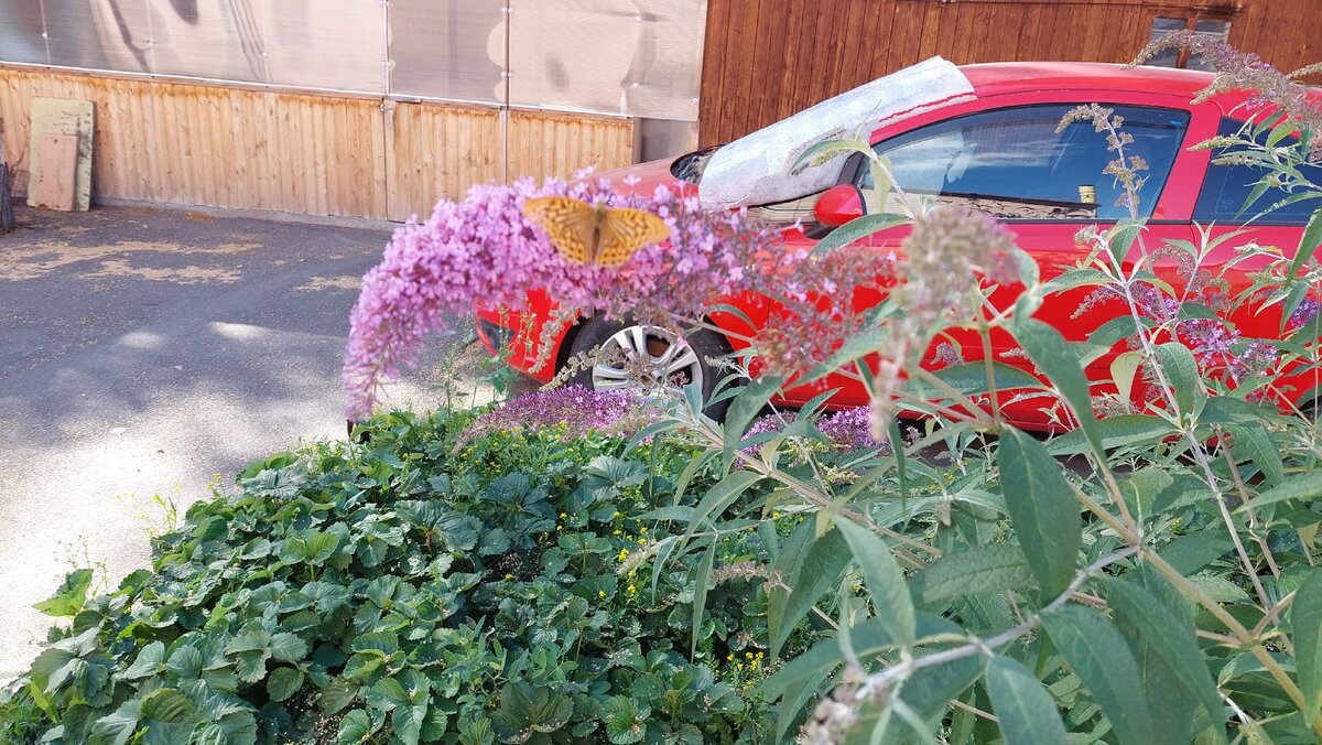 Бабочка у меня во дворе.