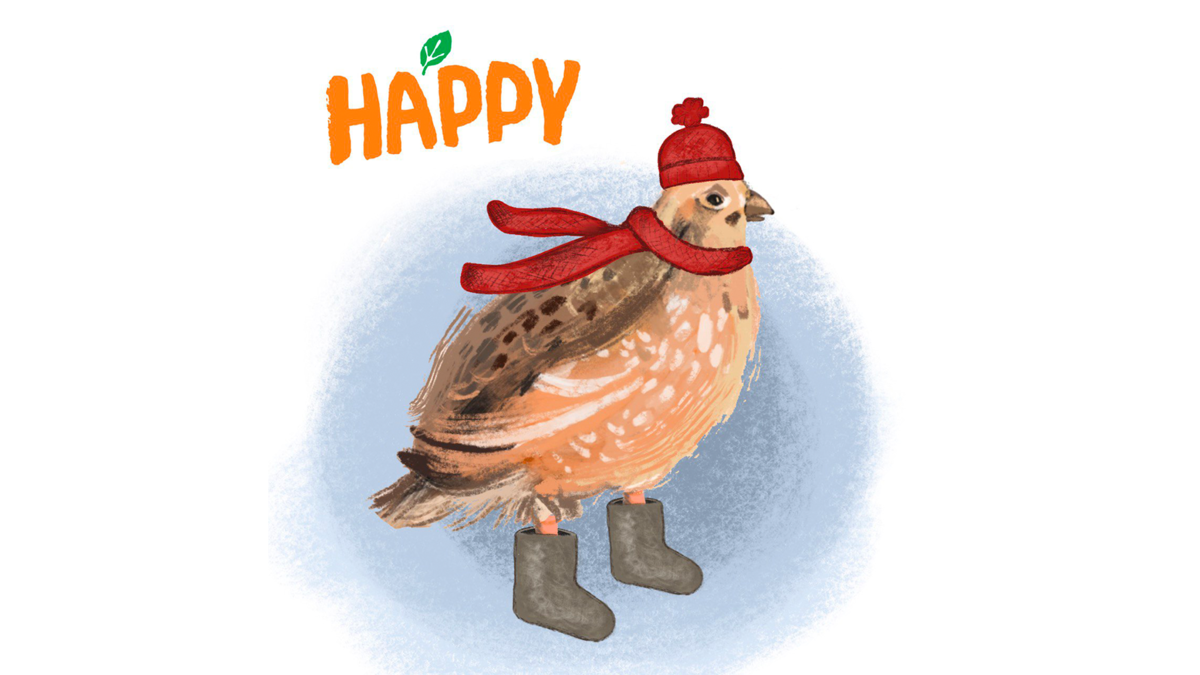 Перепелки отличаются теплолюбивостью.