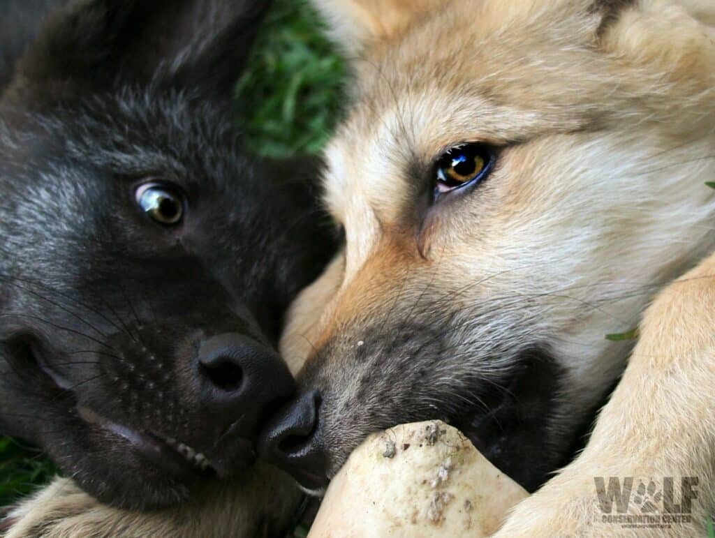    Щенки волков черного и серого окраса / © wolf.org