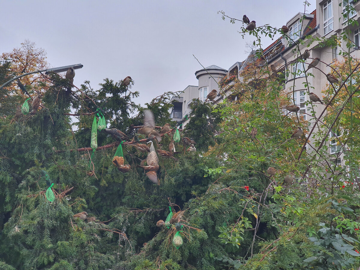 Тетрапаки здесь не в моде - все больше как-то сеточки-авоськи)