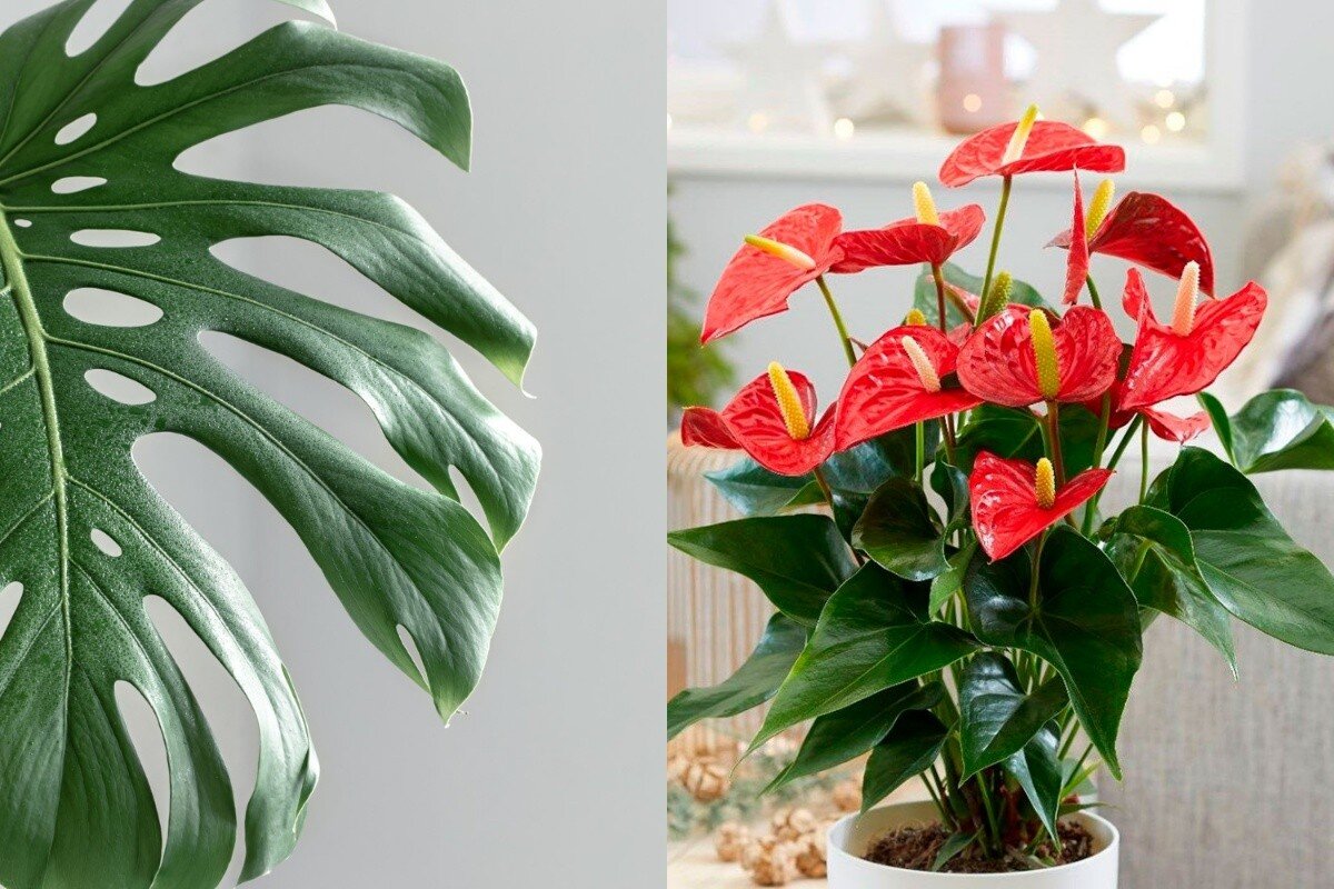       Freepik.com/eko-dachnik.ru