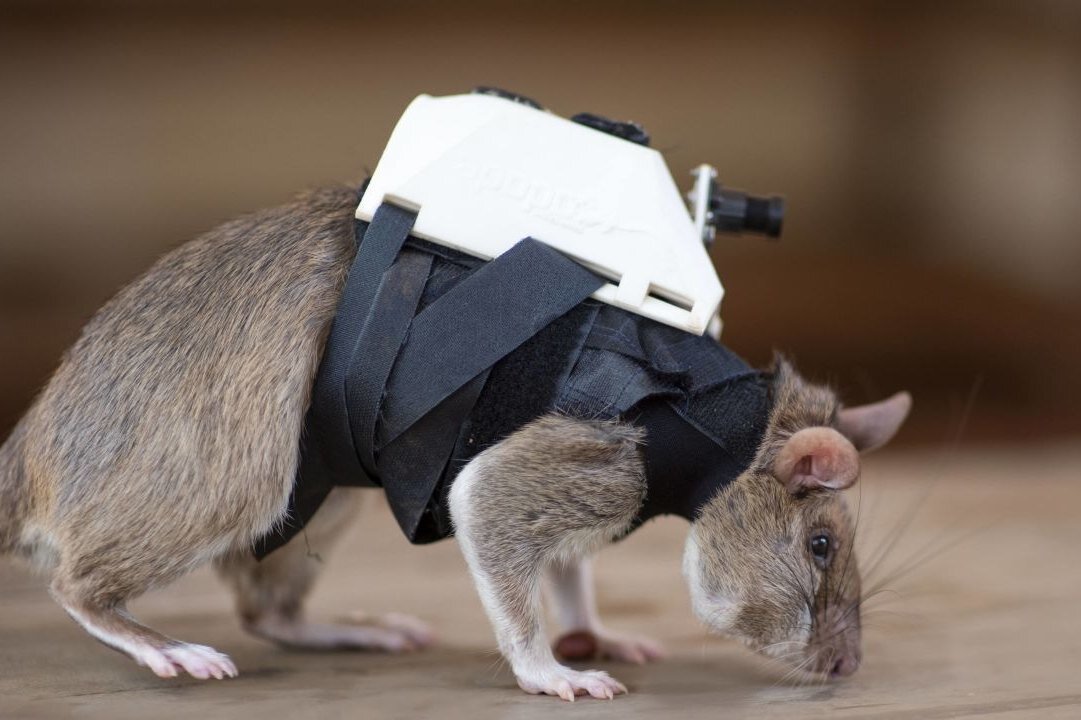     Крысы с крошечными рюкзаками будут спасать людей под завалами