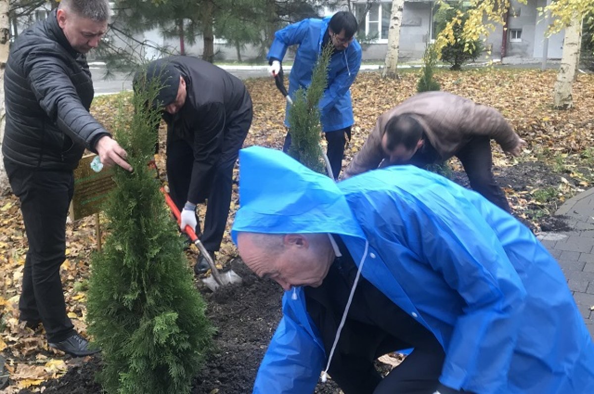    Туи от Готье высадили во дворе краевой больницы в Ставрополе