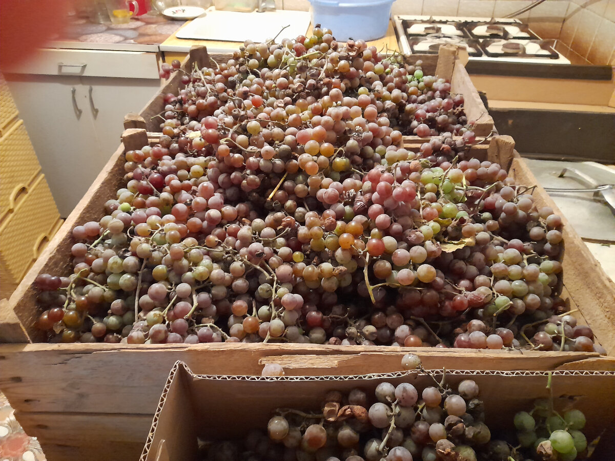 Урожай винограда 2022г