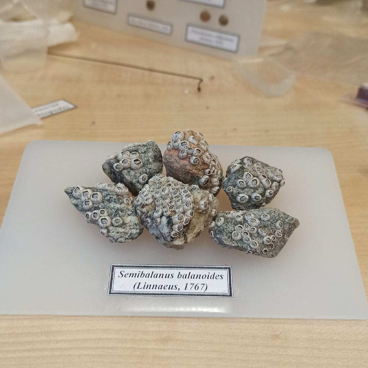 Несколько камней с морскими желудями я оформил на подставке