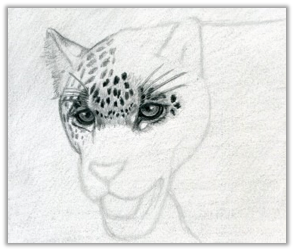 Леопард рисунок карандашом - 77 фото