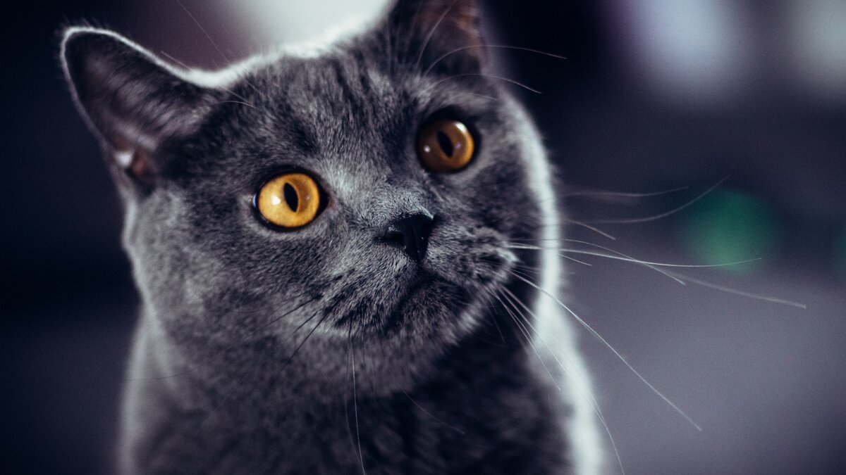 Фото из Яндекс.Картинки