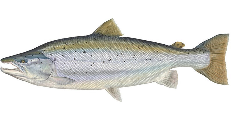 Salmo salar