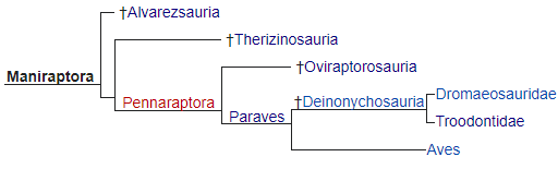 Пример кладограммы манирапторов (источник - Википедия). 