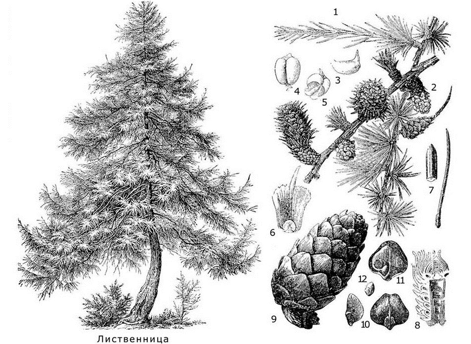 1 — ветвь с хвоями; 2 — ветвь с мужскими и с женскими цветками; 3-5 — тычинки; 6 — чешуйка, шишки; 7 — хвои; 8 — разрез шишки; 9 — шишка; 10-11 — чешуйки шишки; 12 — семя