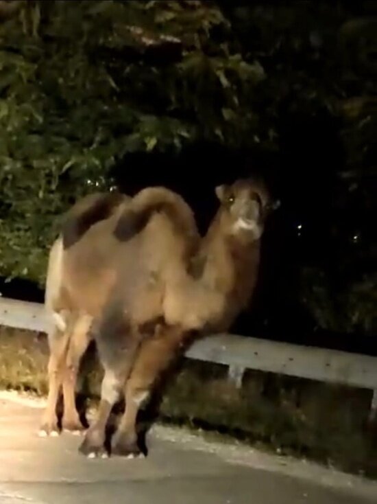     СКРИНШОТ ТЕЛЕГРАМ-КАНАЛА СОЧИ №1/T.ME/soch01