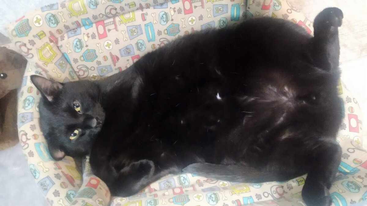 Кот Тихон.
