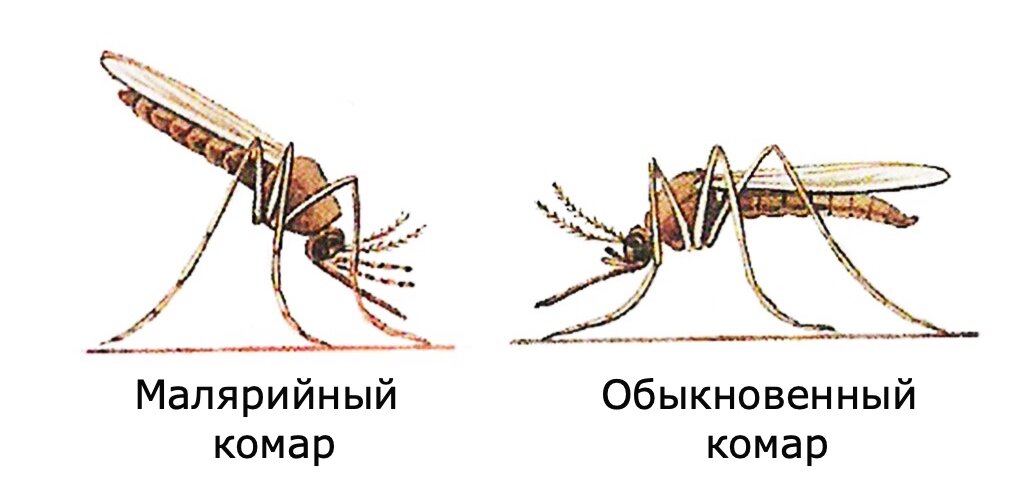 Малярийный комар отличие. Малярийный комар и обычный комар. различия малярийного комара и обычного. москит строение.