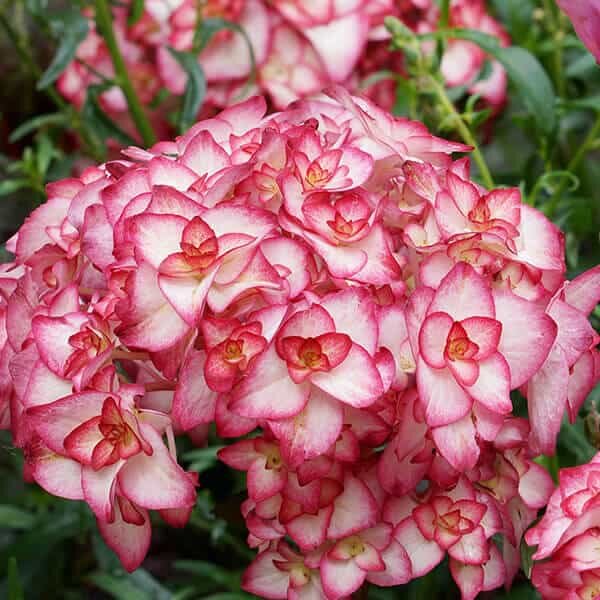 Hydrangea macrophylla Miss Saori.