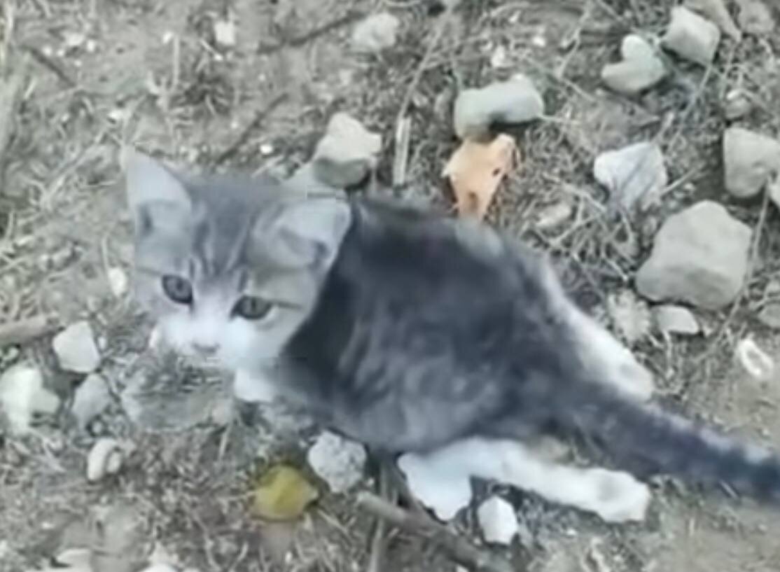 Малыш совсем один