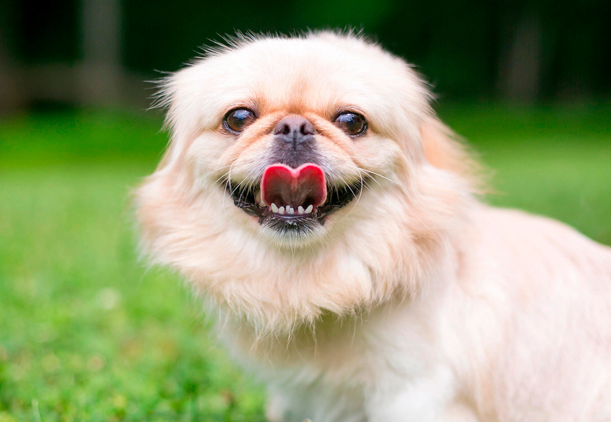     Зато симпатичная: 10 самых непослушных пород собак