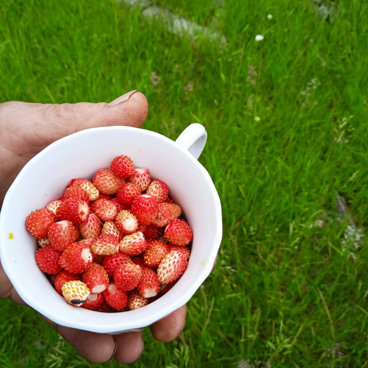 Фото черники не нашла, нашла землянику 