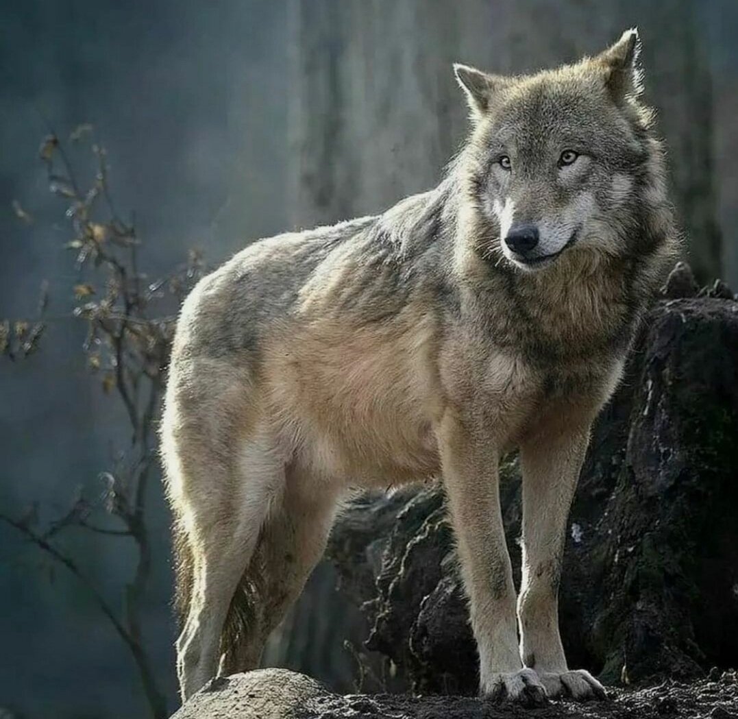 серый волк фото