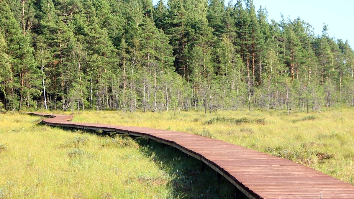 Сказочная эко тропа в ленобласти. Экотропа Сестрорецкое болото. Болото в Сестрорецке экотропа. Эко тропа болото Сестрорецк. Экотропа в Сестрорецке.