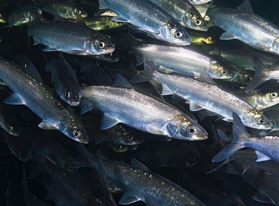    Омуль байкальский Правительство Иркутской области