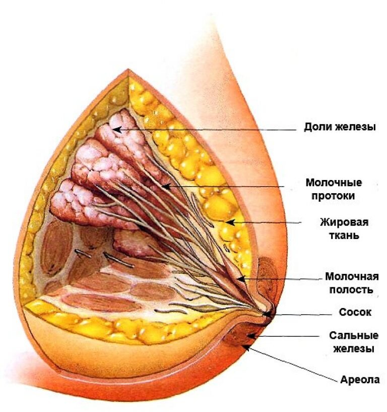 Как устроена женская грудь (молочные железы)?