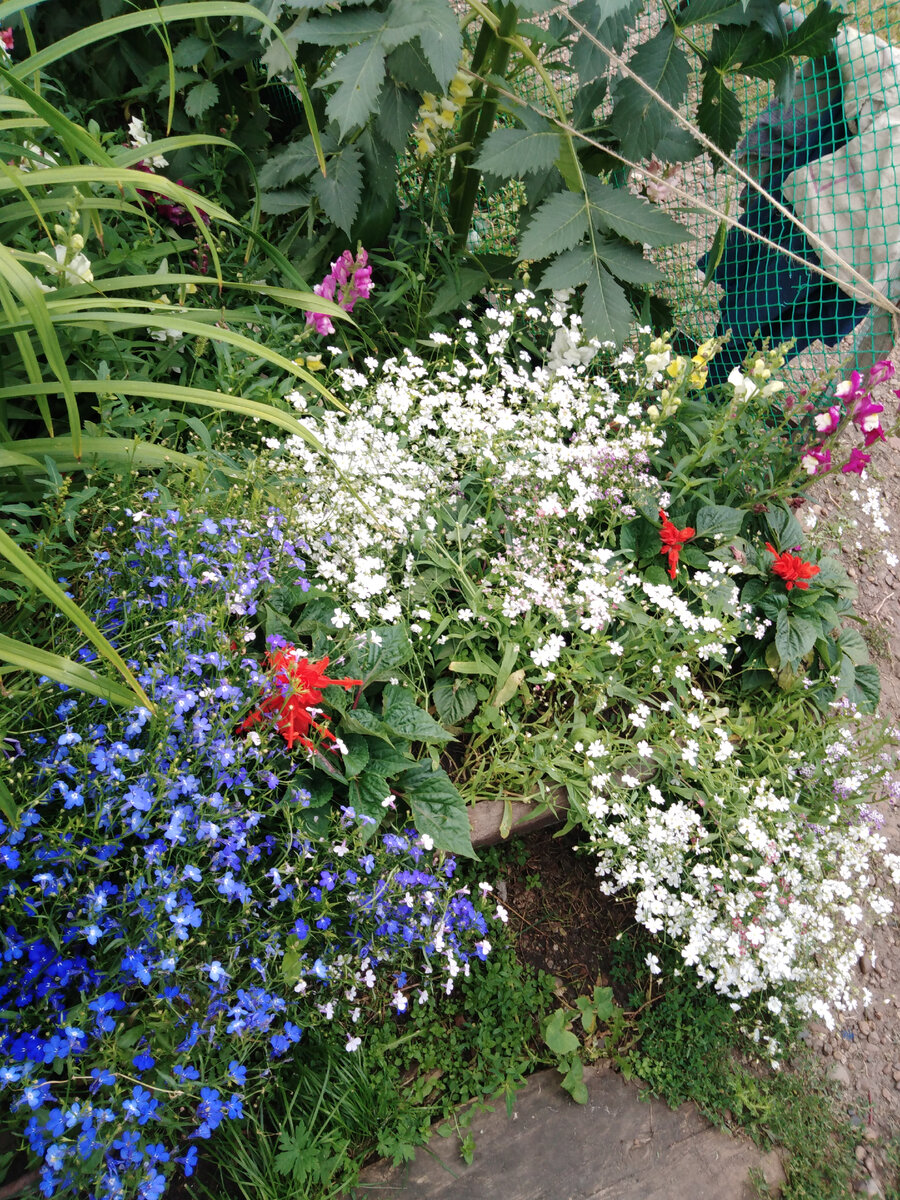 Ярко-синий и чисто белый. Почему они так завораживают?