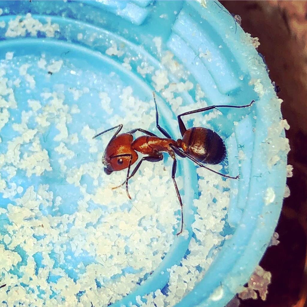 Муравей Camponotus nicobarensis