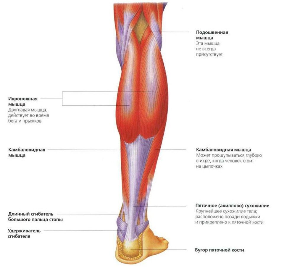 Напряжена мышца икры. Камбаловидная мышца анатомия. Икроножная и камбаловидная мышцы. Икроножная мышца голени анатомия