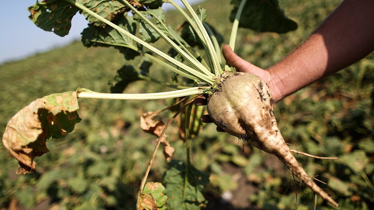    Уборка сахарной свеклы в Краснодарском крае© РИА Новости . Виталий Тимкив