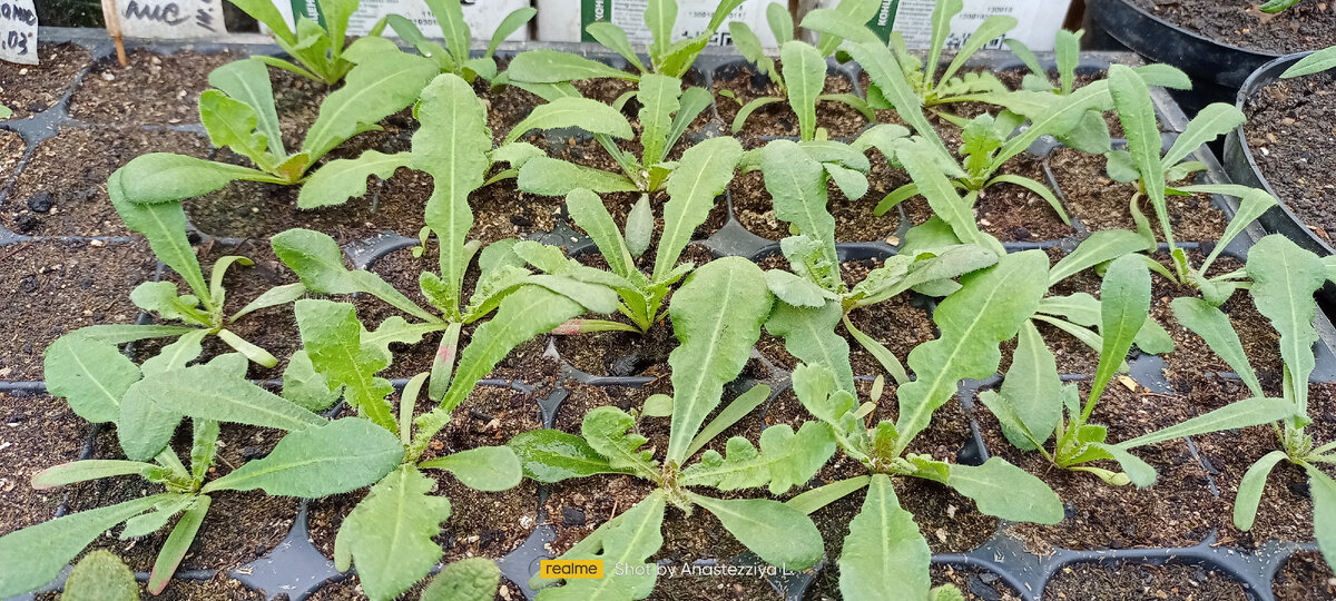 Рассада Статицы .