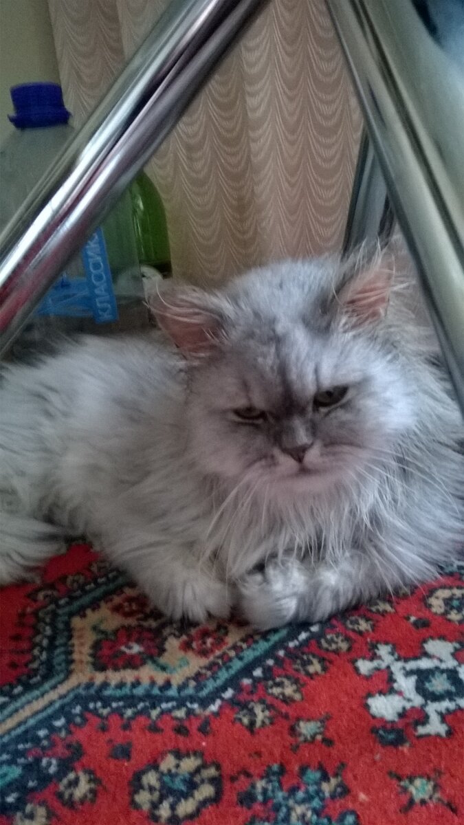Главы из повести "Кошачья жизнь"