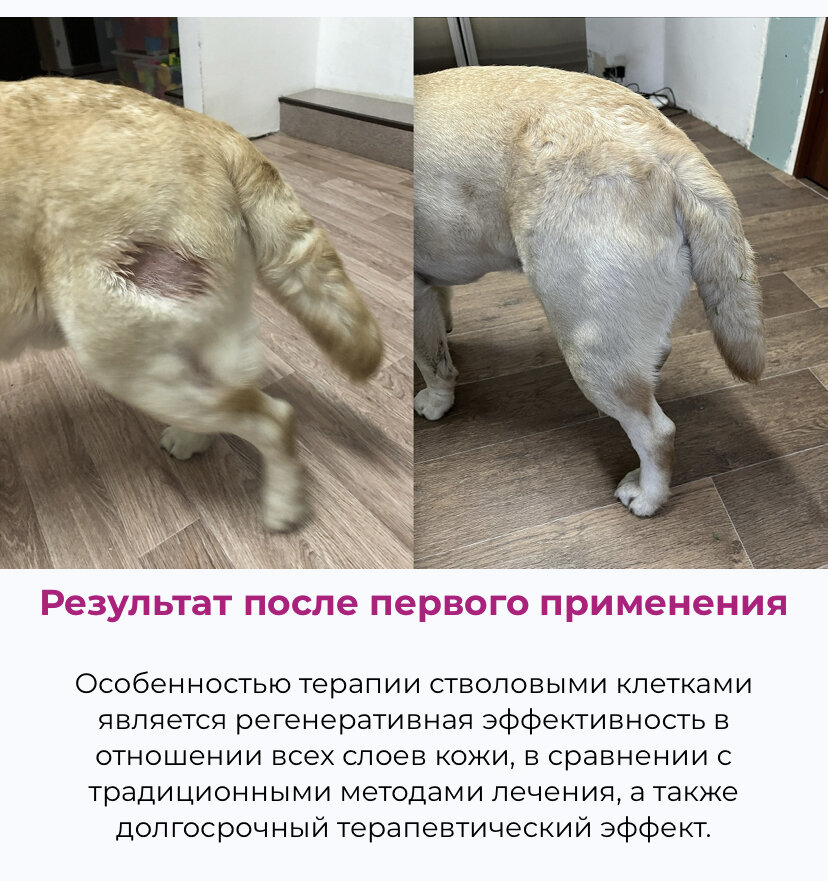 Дерматит у собаки фото и лечение Акральный дерматит Новости ОГБУ "Челябинская ветстанция"
