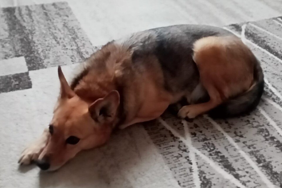     Вдова сдала собаку на передержку. Фото: Предоставлено волонтерами