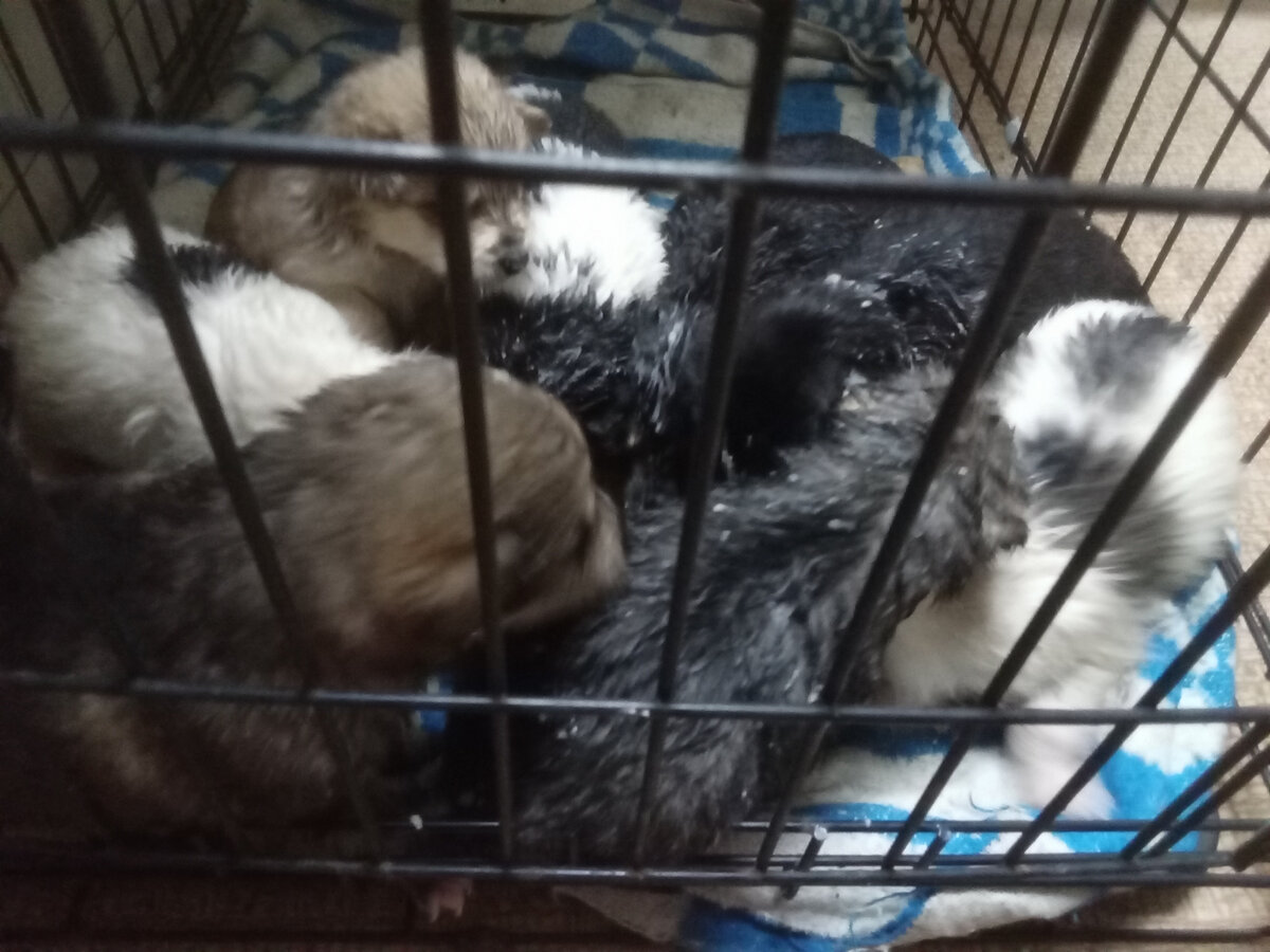 Восемь найденных щенков в клетке