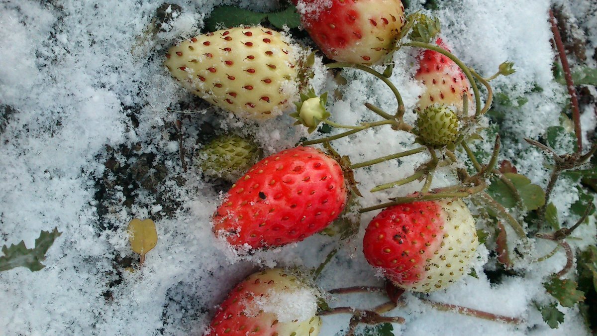 Клубника зимой. Клубника под снегом. Зимняя клубника. Ягоды в снегу. Земляника в снегу.