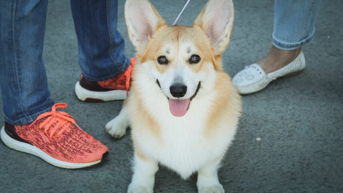     Югорчане поддержали требования к владельцам домашних животных, но сомневаются в их исполнении.