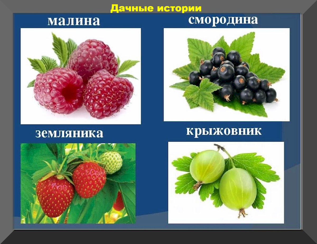 Ягодные кустарники