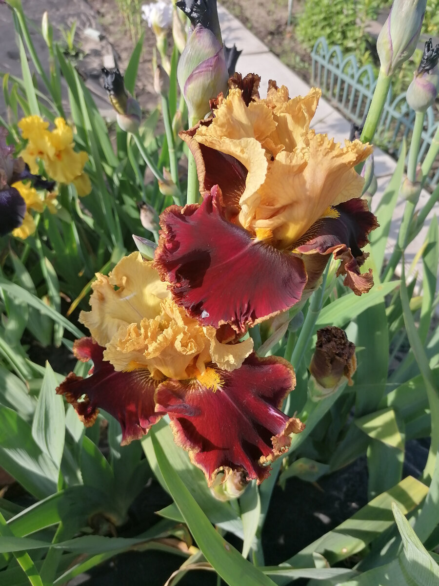 Ирисы Стрижаковой Елены 