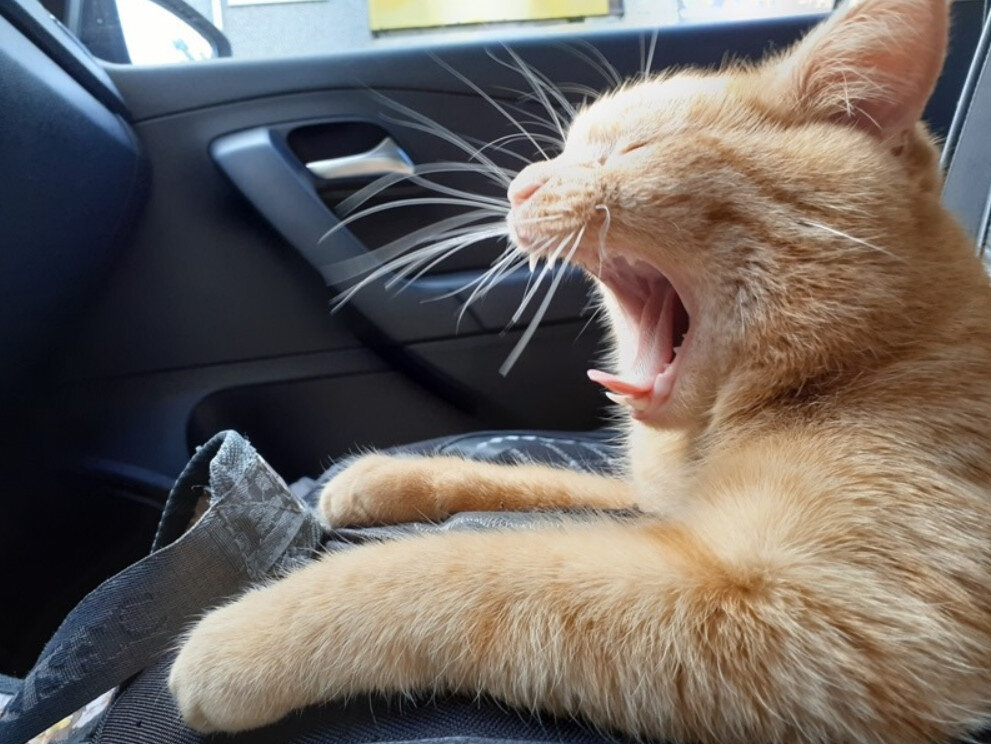 соцсети "Котофото"