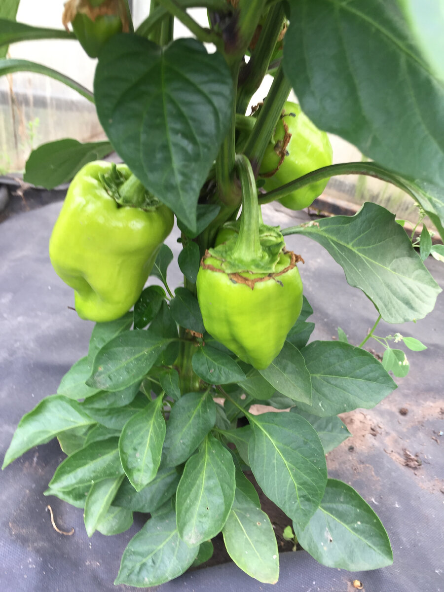 Перчик, еще не дозрел