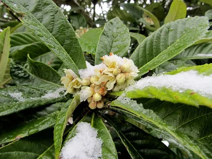 Цветение мушмулы японской