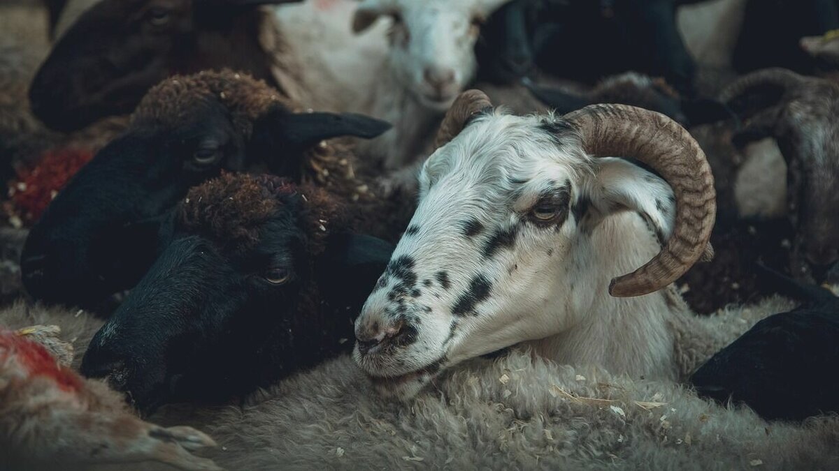    Об этом сам мэр Сибая сообщил в своих социальных сетях