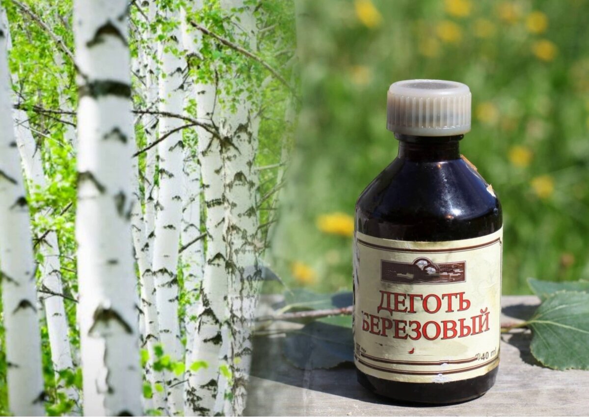 🌳 «Берёзовый Дёготь : Оберегающий от Недугов»... 🌳 =- | ☆ Чёрное Солнце ☆  | Дзен