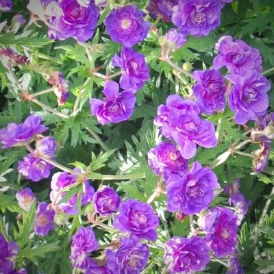 Герань гималайская Пленум