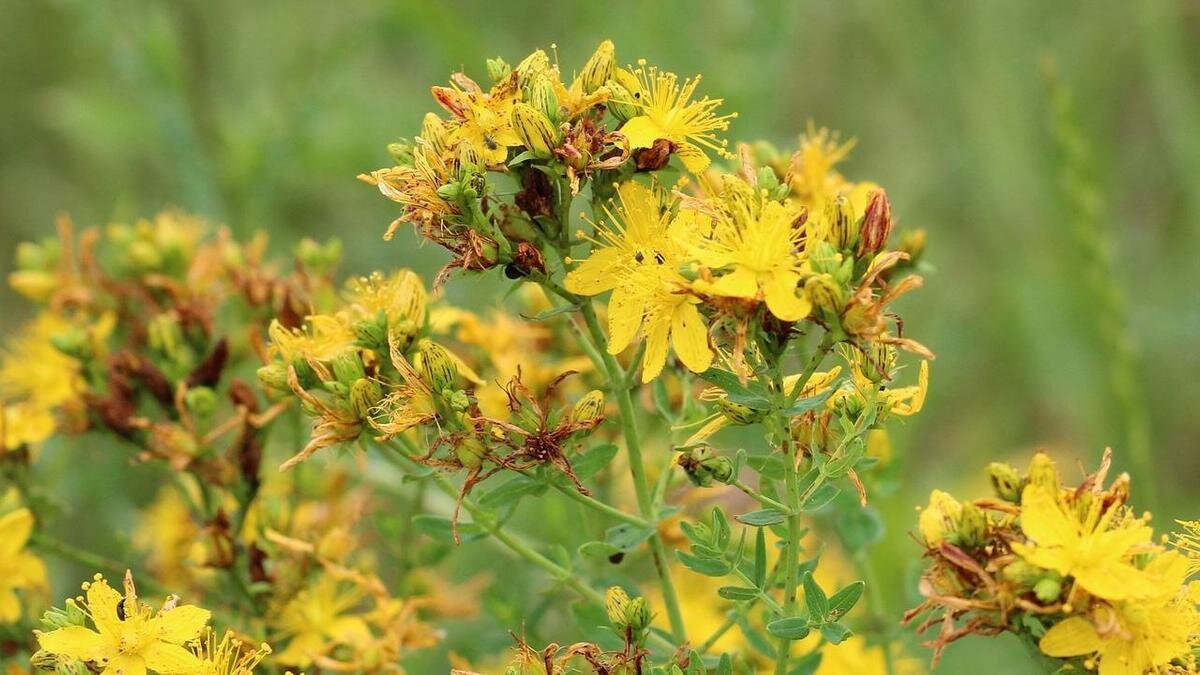    Желтые цеты:Pixabay