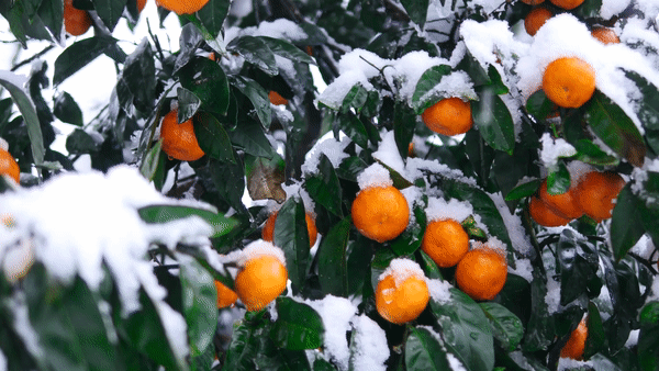 Скоро Новый год!