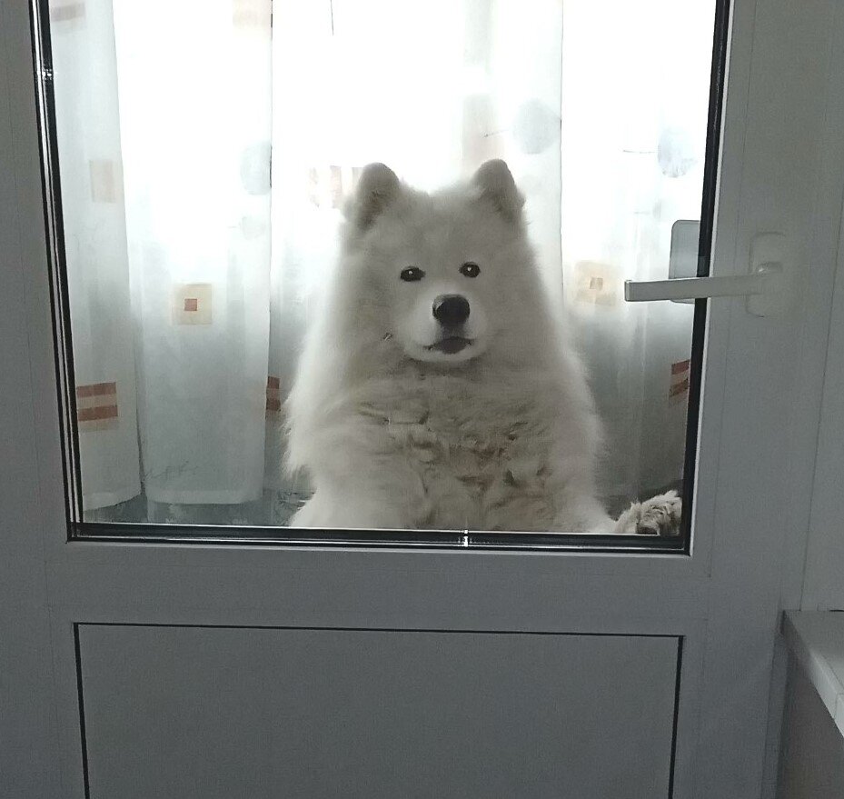 Пора на прогулку!