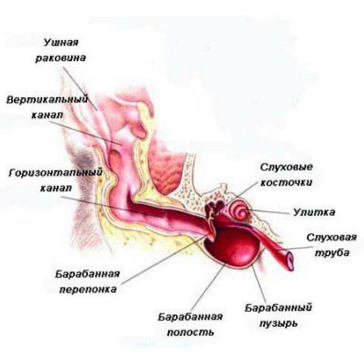 Строение уха собаки схема