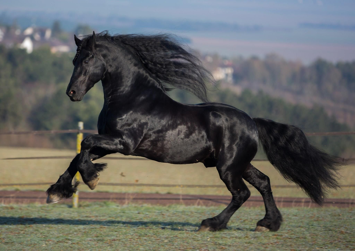 Список самых красивых пород лошадей